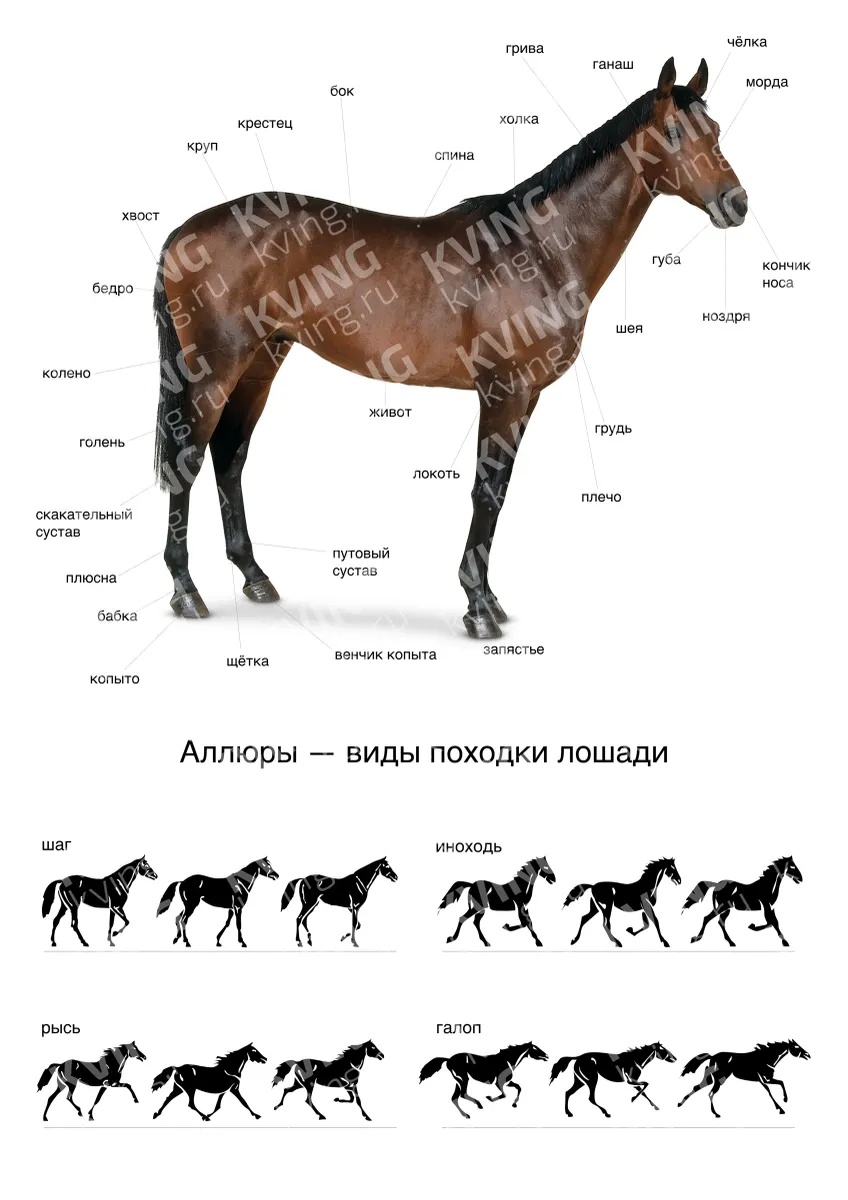 Аллюры лошади — развивающий плакат