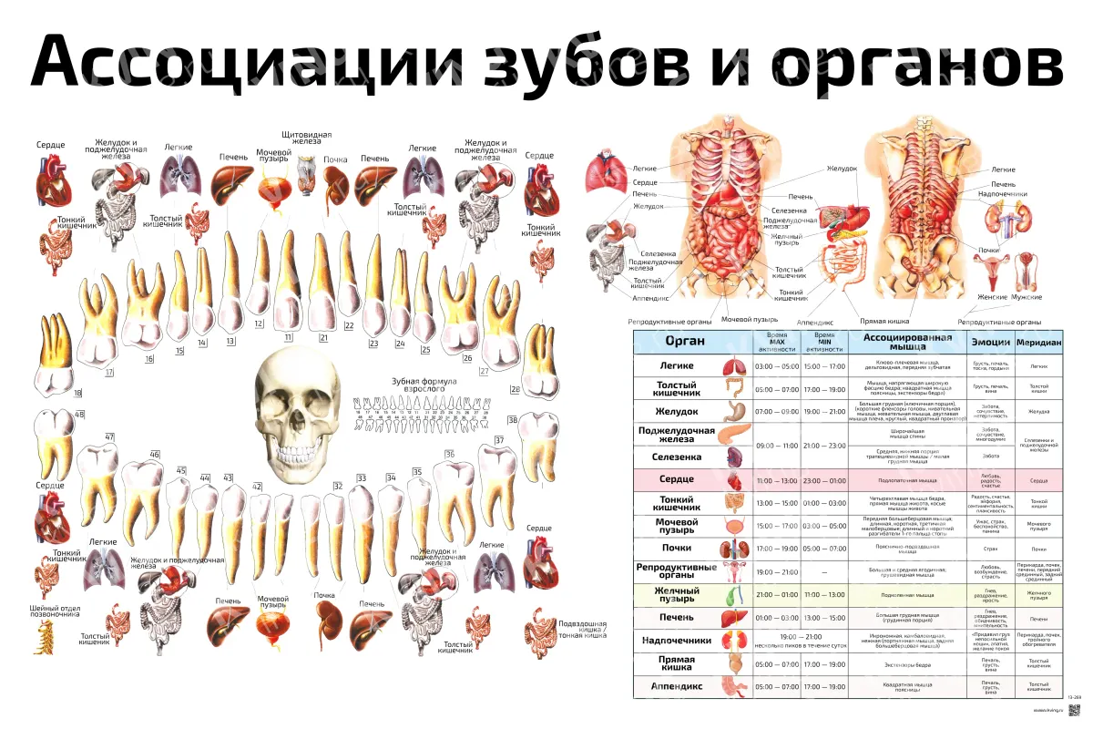 Ассоциации зубов и органов — плакат по рефлексотерапии