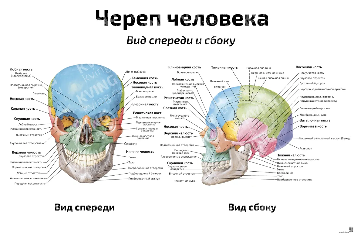 Череп человека, вид спереди и сбоку — медицинский плакат