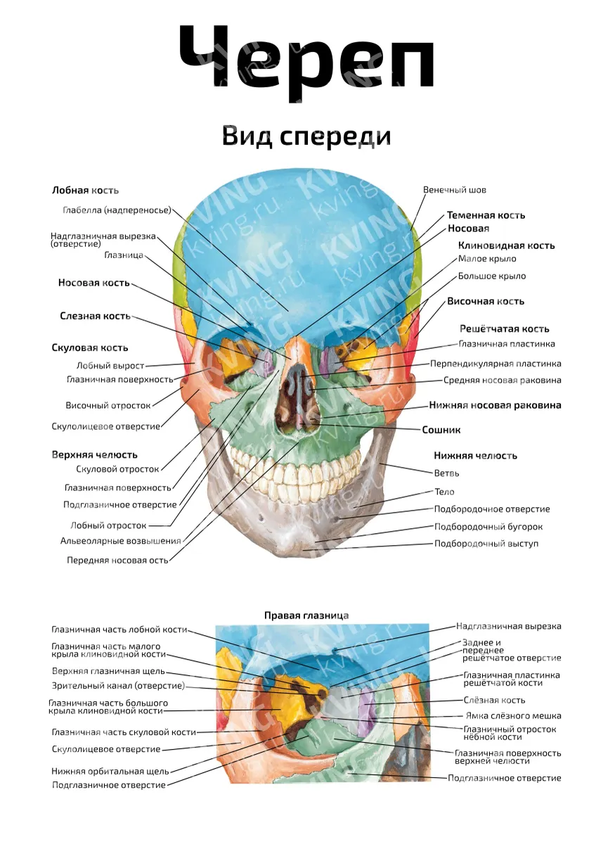 Череп, вид спереди — медицинский плакат