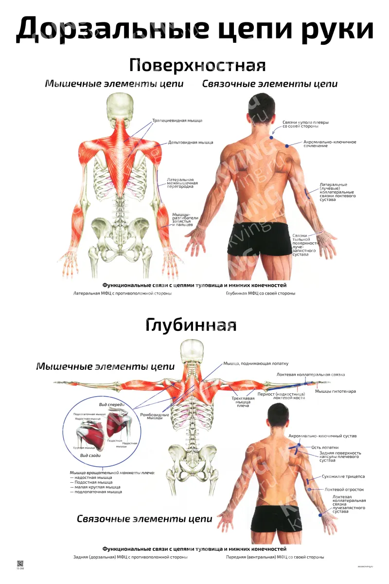Дорзальные цепи руки: поверхностная и глубинная — плакат по рефлексотерапии