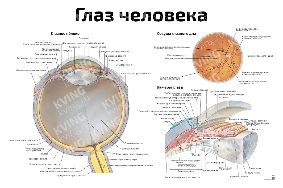Глаз человека — медицинский плакат