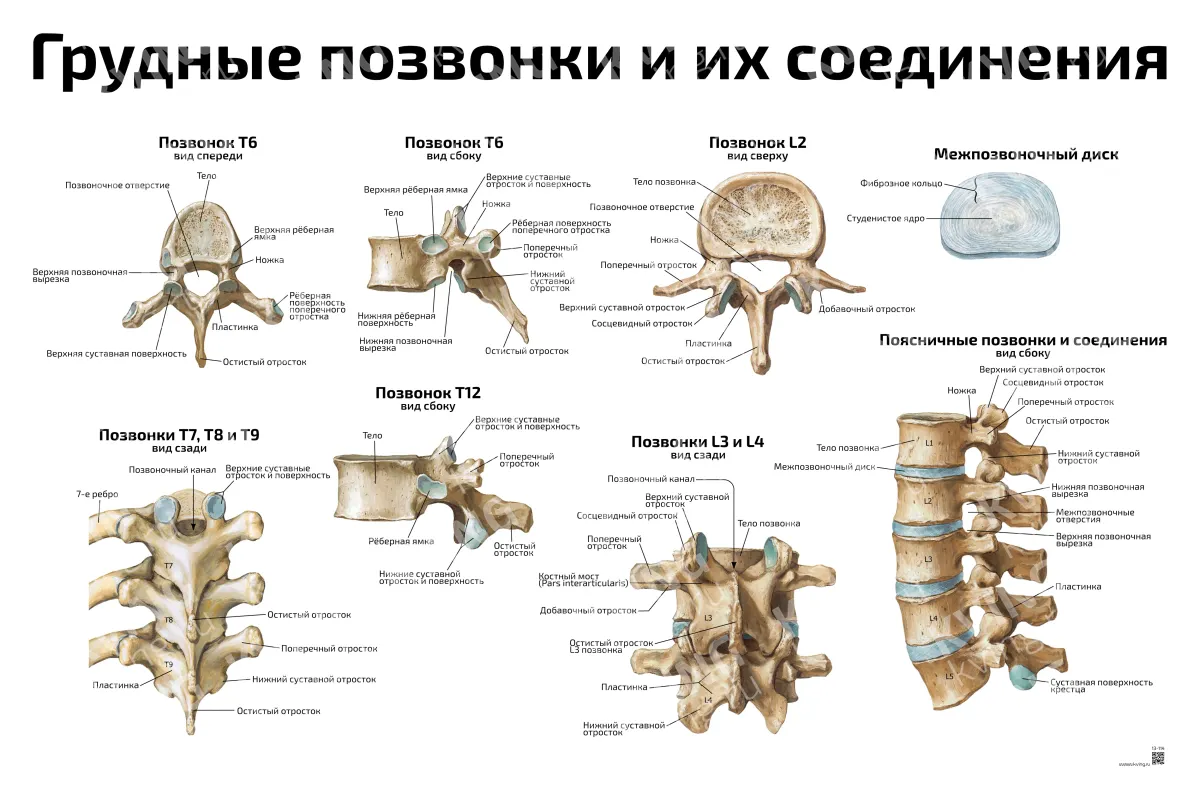 Грудные позвонки и их соединения — медицинский плакат