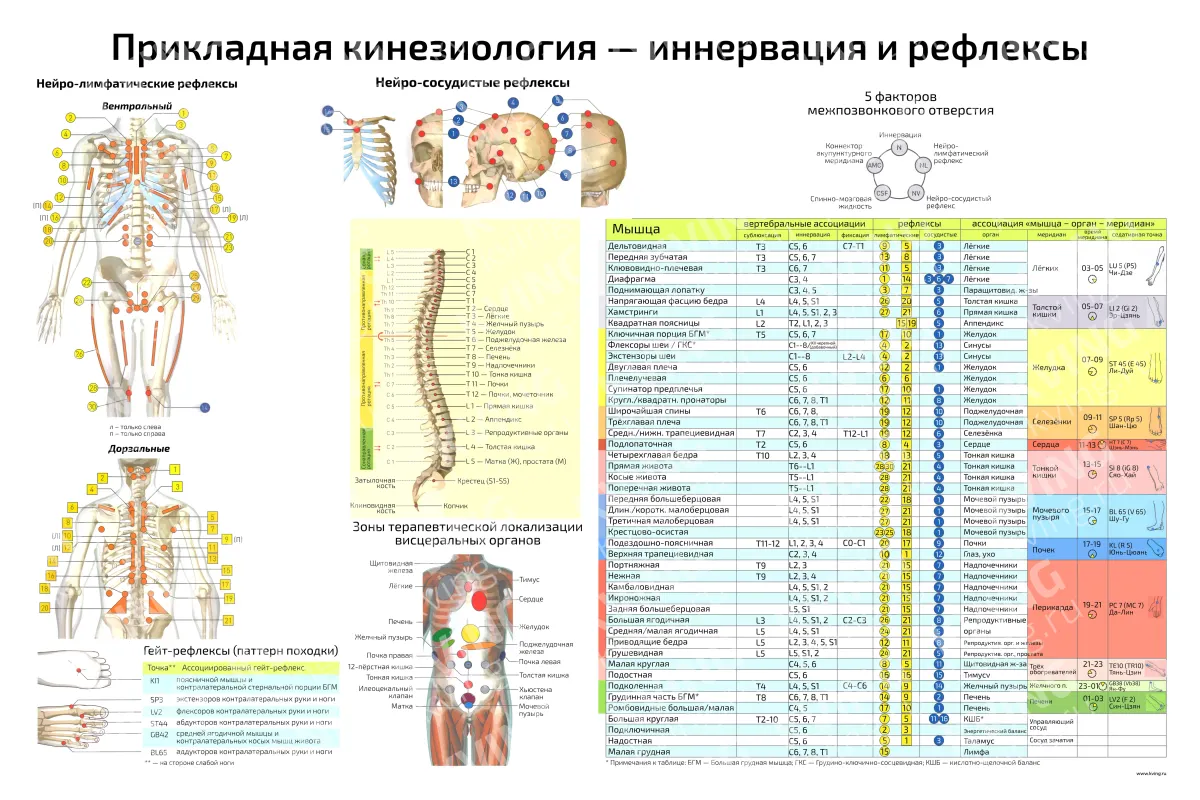 Иннервация и рефлексы — плакат по прикладной кинезиологии