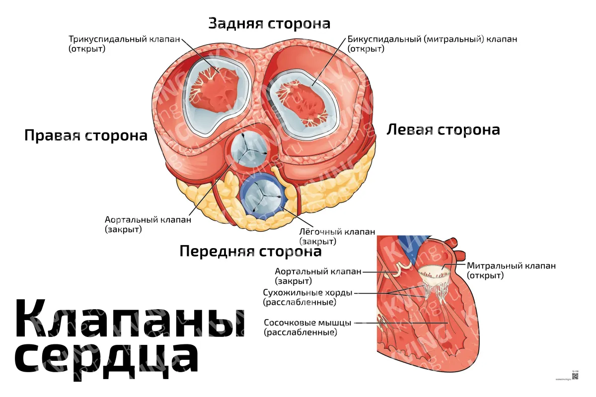 Клапаны сердца в разрезе — медицинский плакат