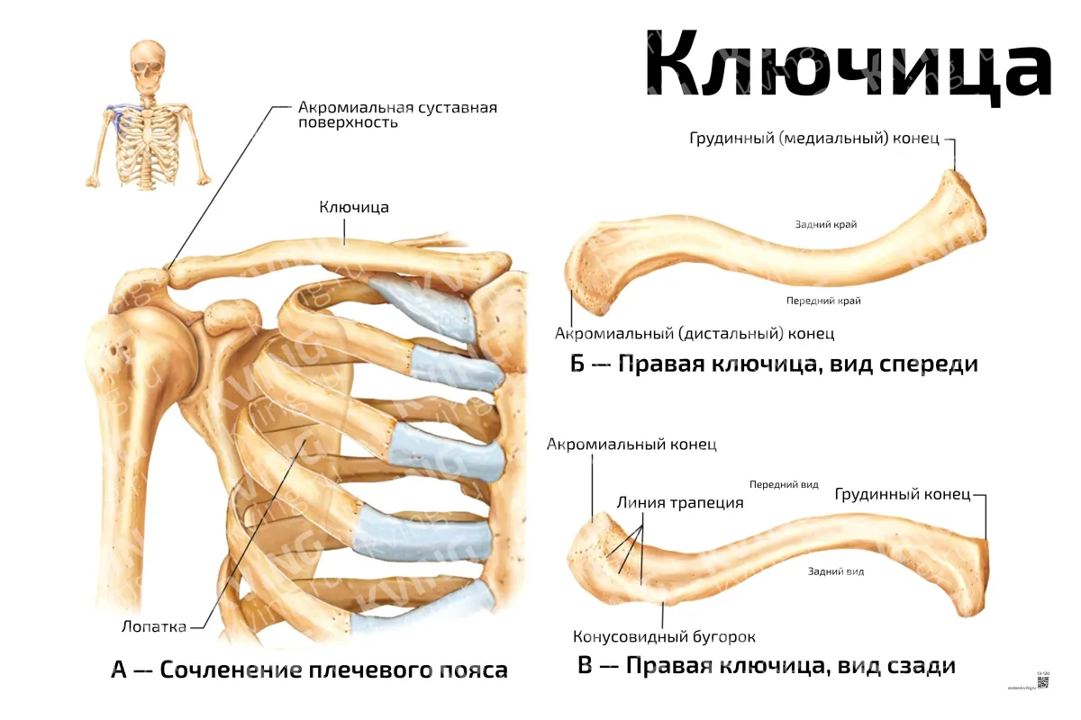 Ключица — медицинский плакат