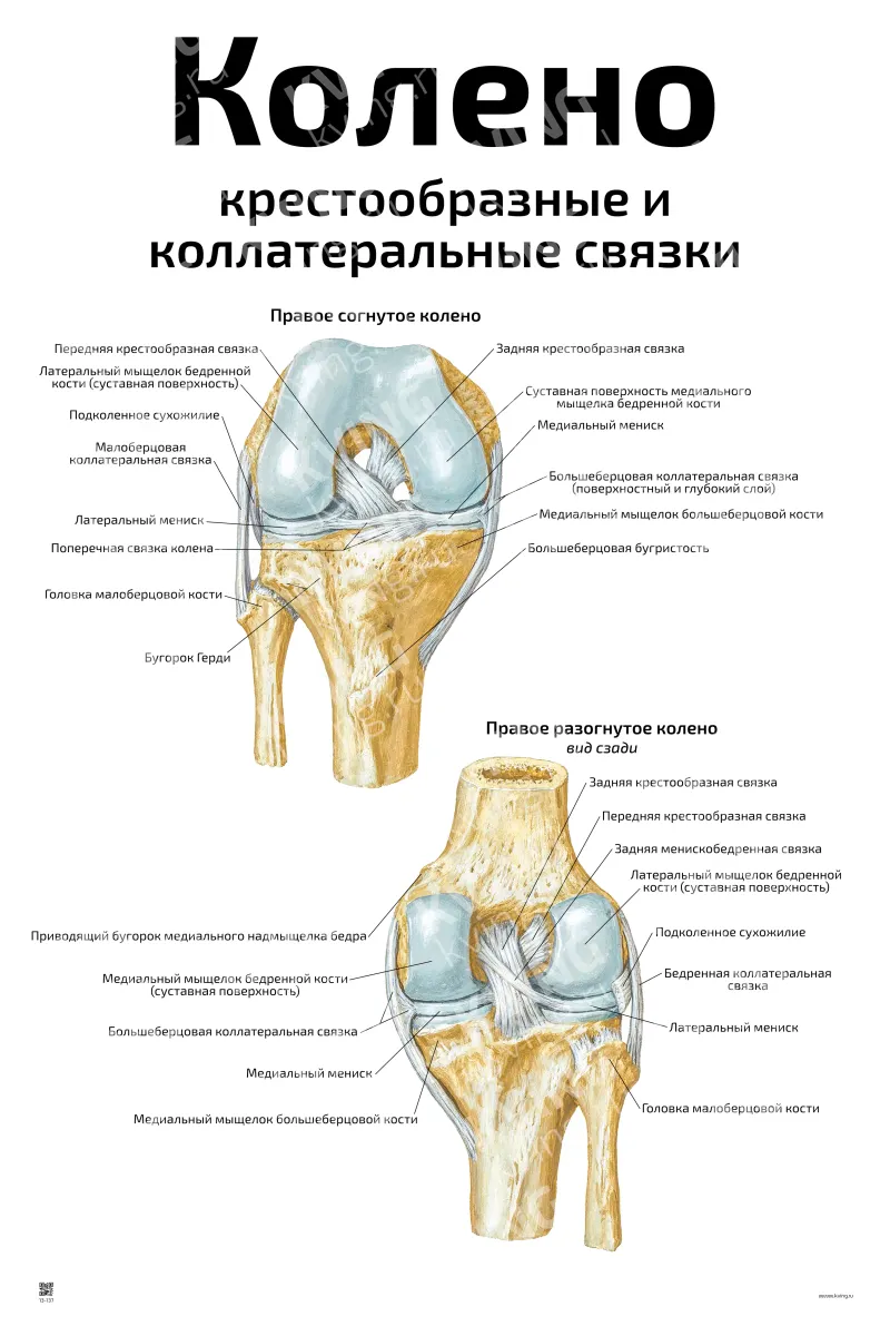 Колено: крестообразные и  коллатеральные связки — медицинский плакат