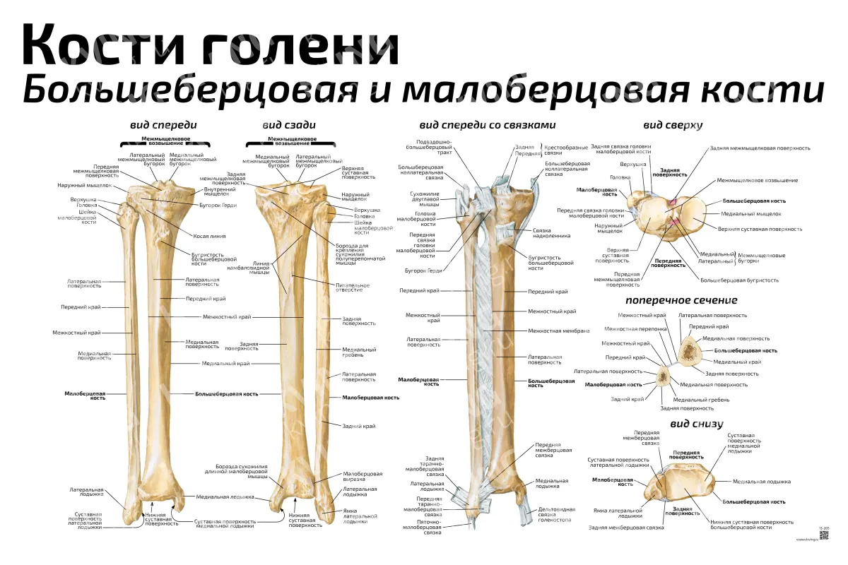 Кости голени: большеберцовая и малоберцовая кости — медицинский плакат