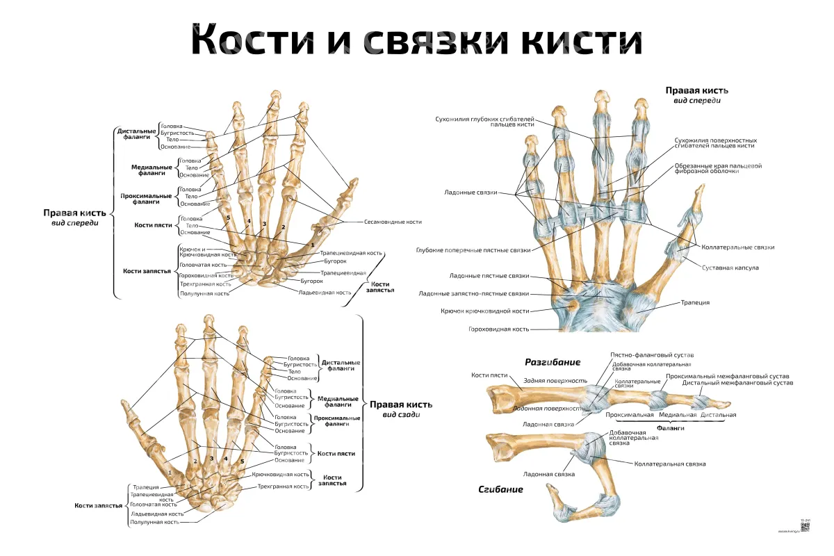 Кости и связки кисти — медицинский плакат