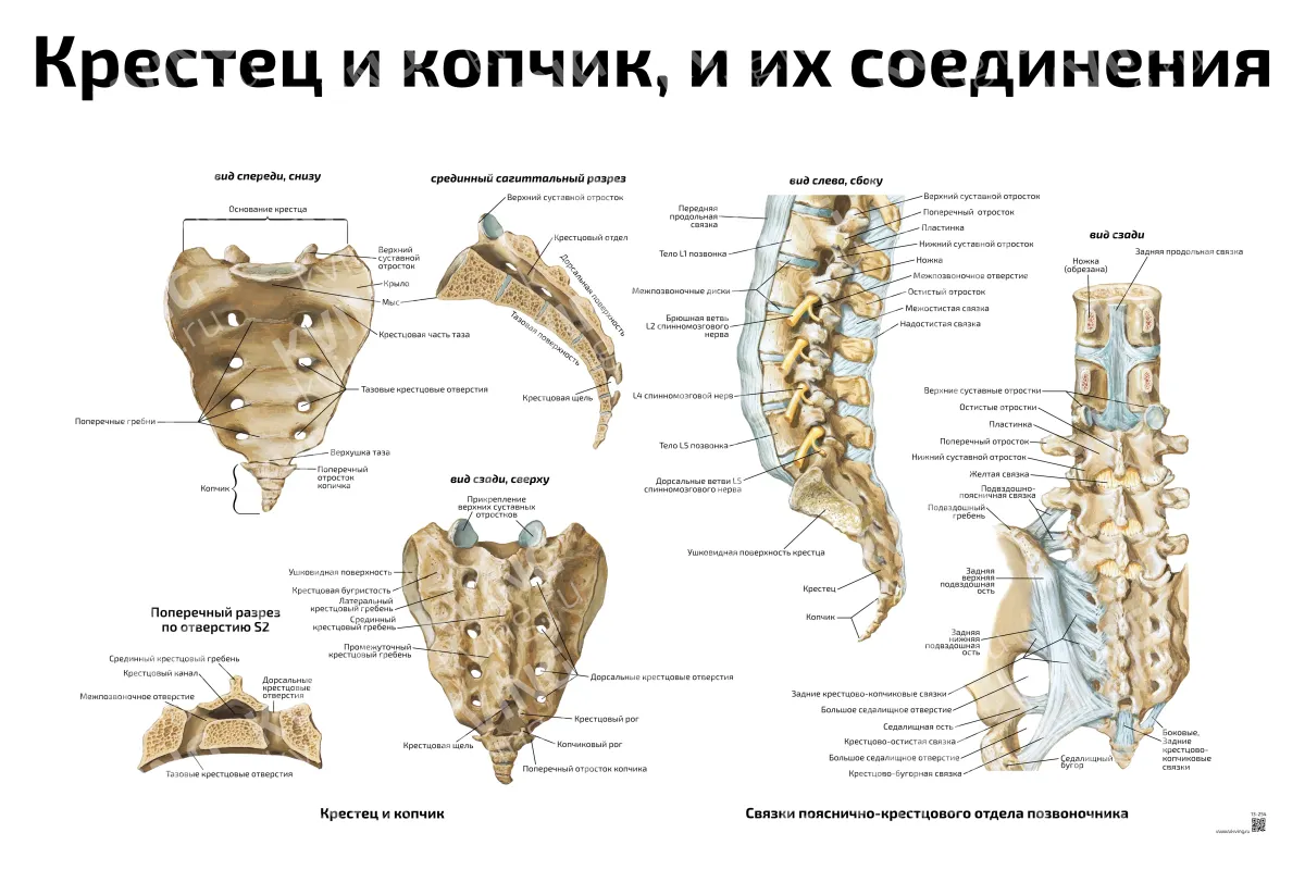 Крестец и копчик, и их соединения — медицинский плакат