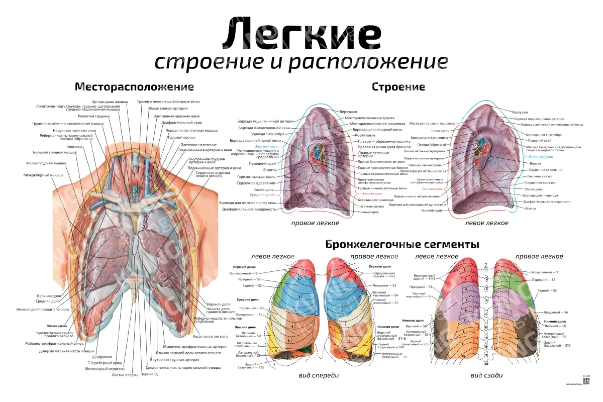 Легкие, строение и расположение — медицинский плакат