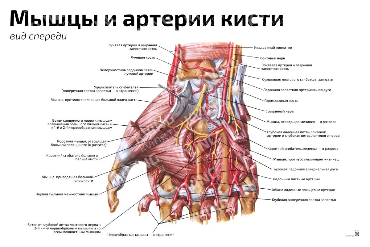 Мышцы и артерии кисти: вид спереди — медицинский плакат
