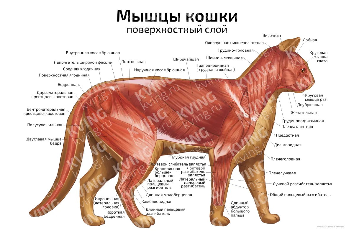 Мышцы кошки: поверхностный слой — ветеринарный плакат