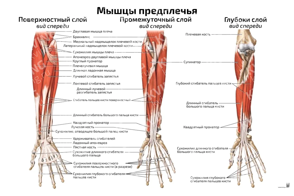 Мышцы предплечья — медицинский плакат