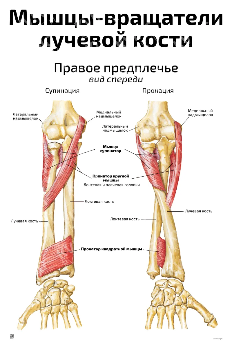 Мышцы-вращатели  лучевой кости — медицинский плакат
