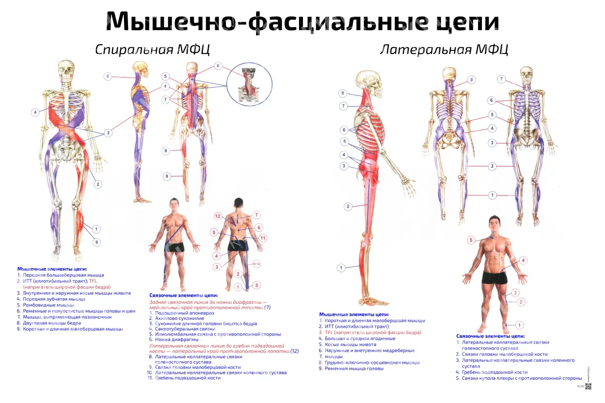 Мышечно-фасциальные цепи: спиральная, латеральная — медицинский плакат