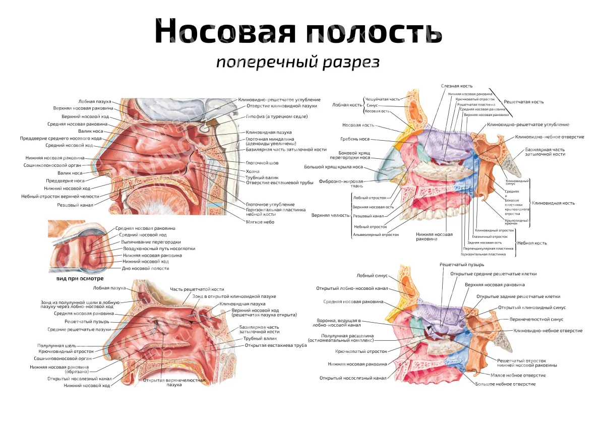Носовая полость: поперечный разрез — медицинский плакат