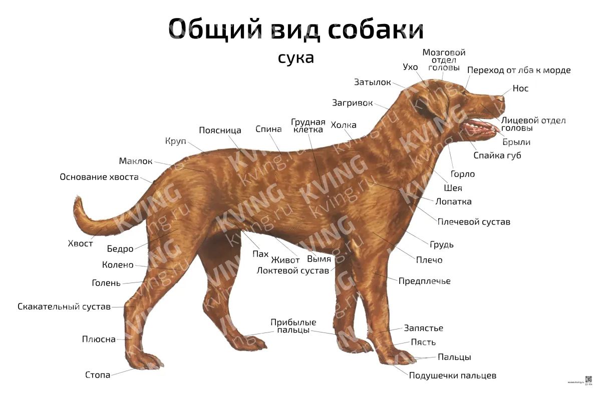 Общий вид собаки: сука — ветеринарный плакат