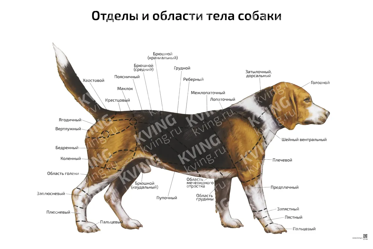 Отделы и области тела собаки — ветеринарный плакат