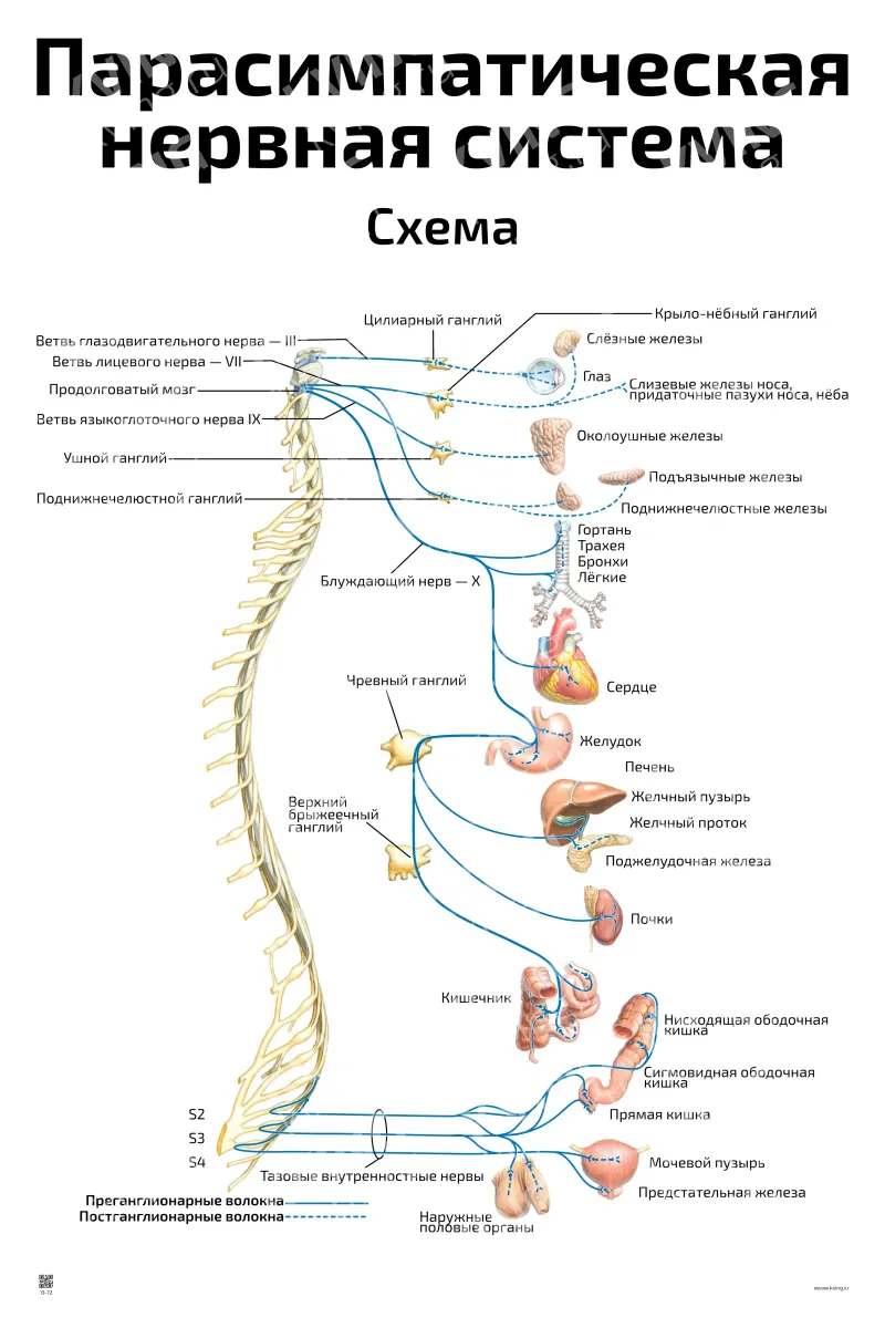 Парасимпатическая нервная система — медицинский плакат