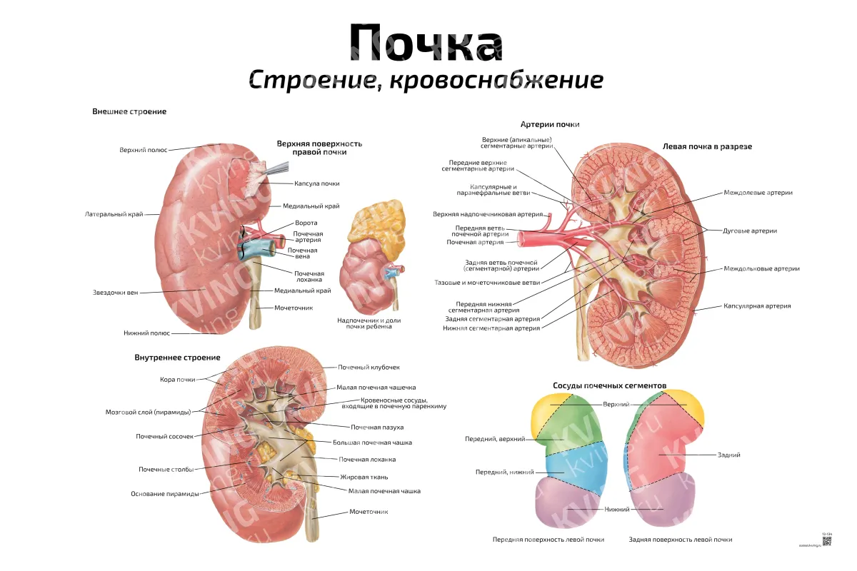 Почка: строение, кровоснабжение — медицинский плакат