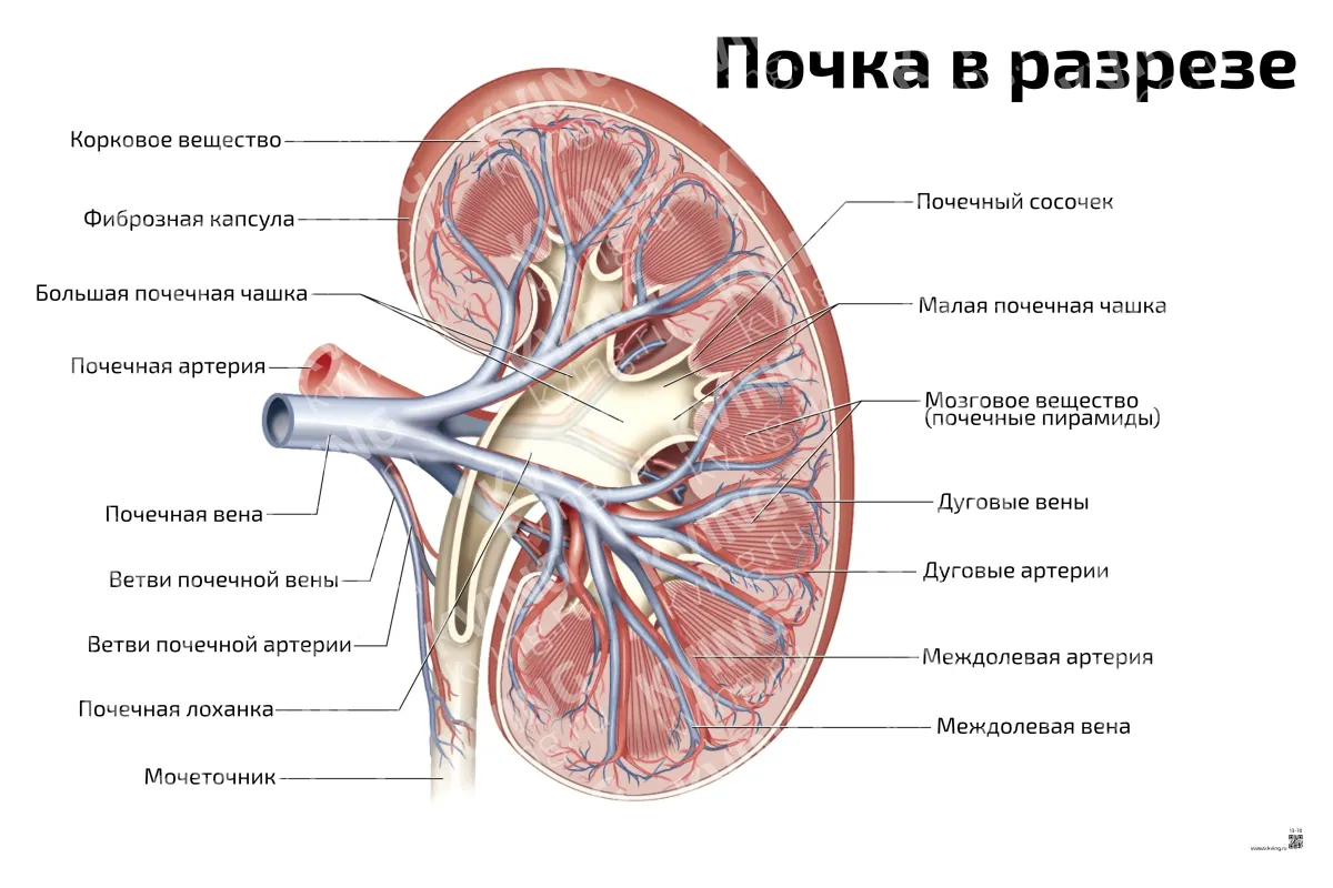 Почка в разрезе — медицинский плакат
