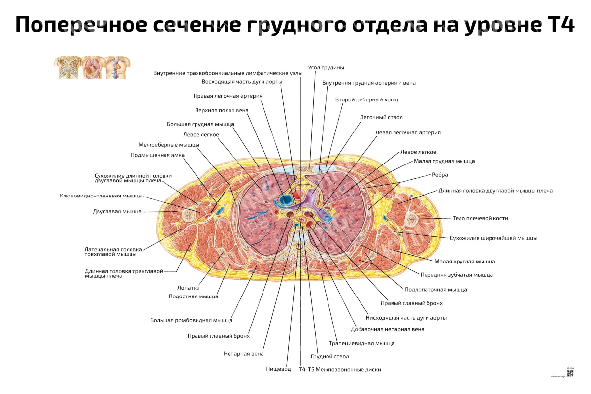 Поперечное сечение грудного отдела на уровне Т4 — медицинский плакат