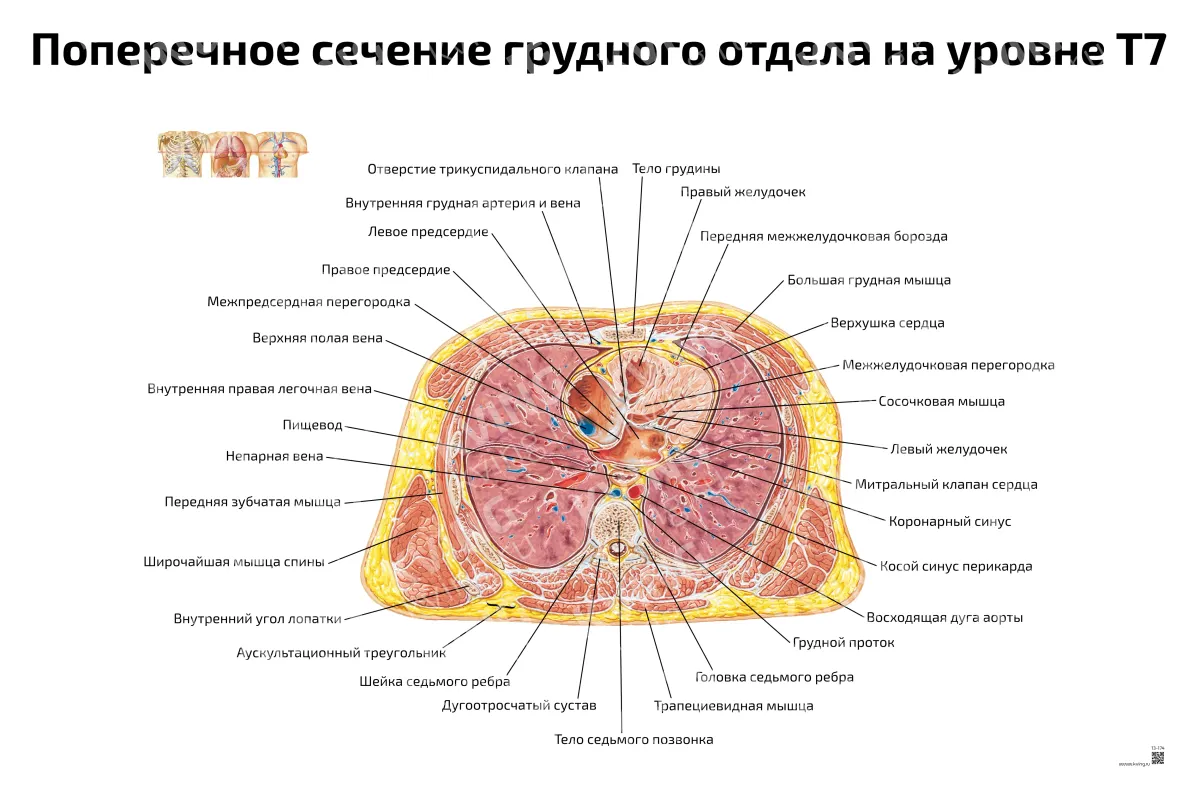 Поперечное сечение грудного отдела на уровне Т7 — медицинский плакат