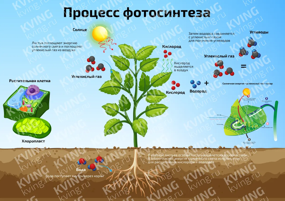 Процесс фотосинтеза — научный плакат по биологии