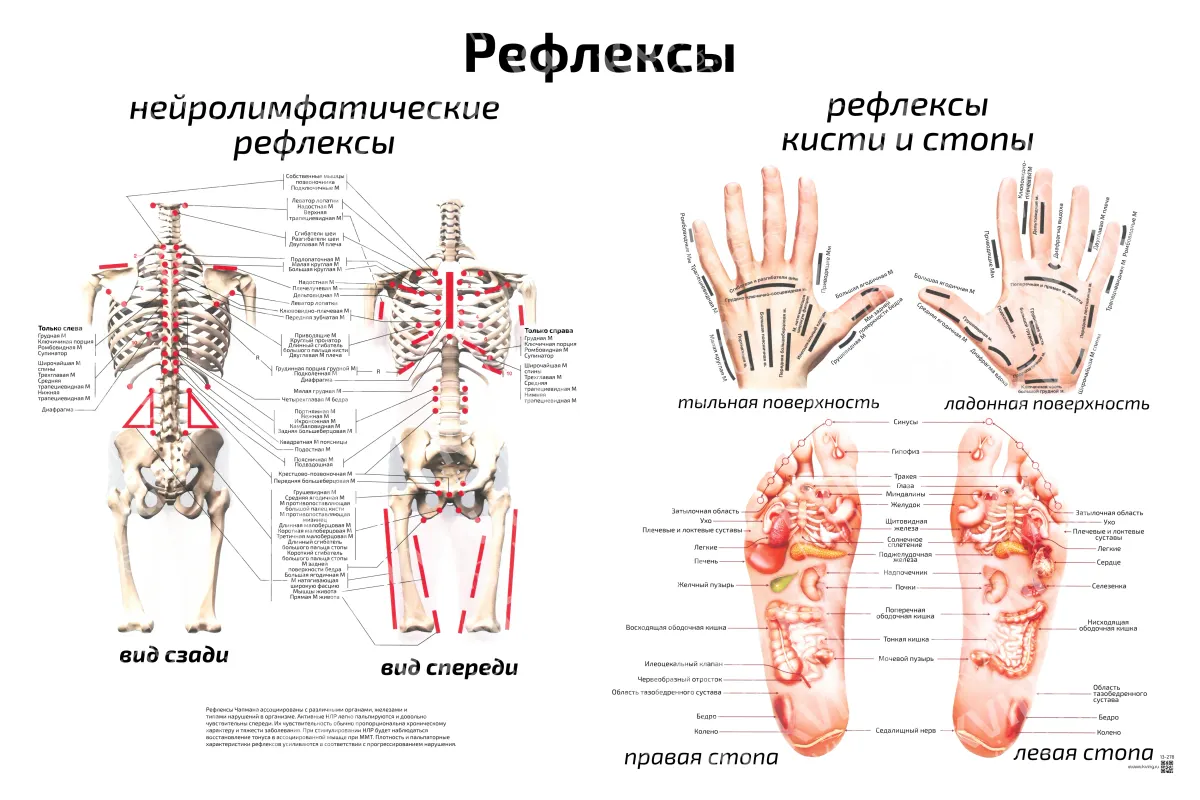 Рефлексы: нейролимфатические  рефлексы и рефлексы  кисти и стопы — медицинский плакат