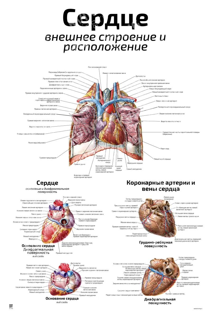 Сердце: внешнее строение и  расположение — медицинский плакат