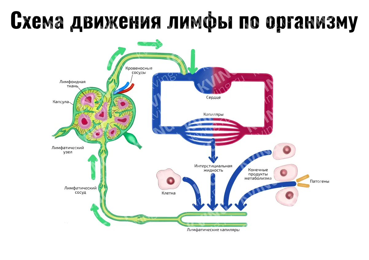 Схема движения лимфы по организму — косметологический плакат