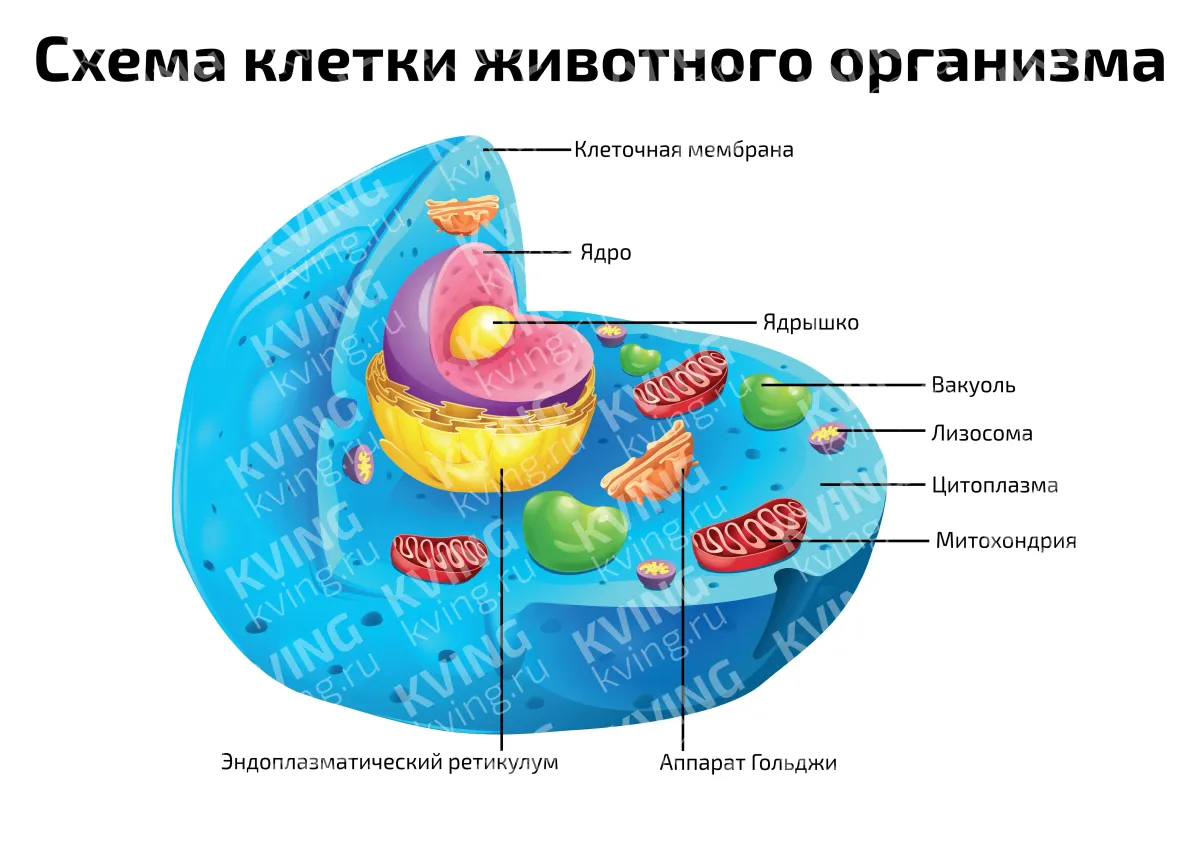 Схема клетки животного организма — научный плакат по биологии