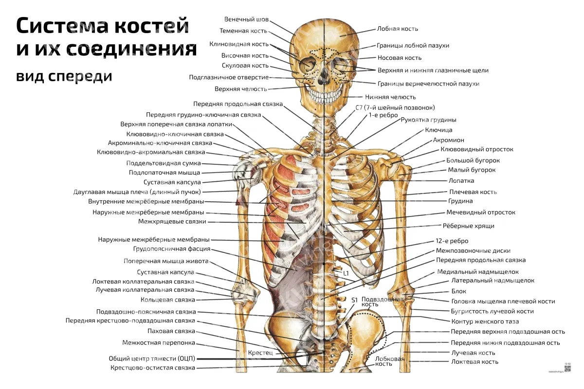 Система костей и их соединения, вид спереди — медицинский плакат