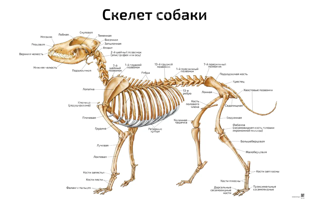 Скелет собаки: горизонтальный — ветеринарный плакат