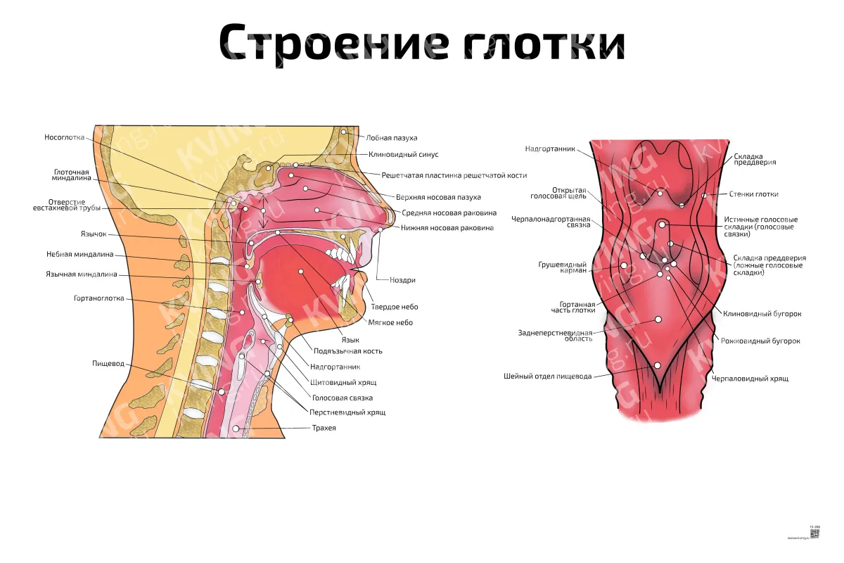 Строение глотки — медицинский плакат
