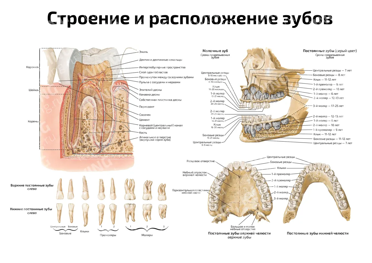 Строение и расположение зубов — медицинский плакат