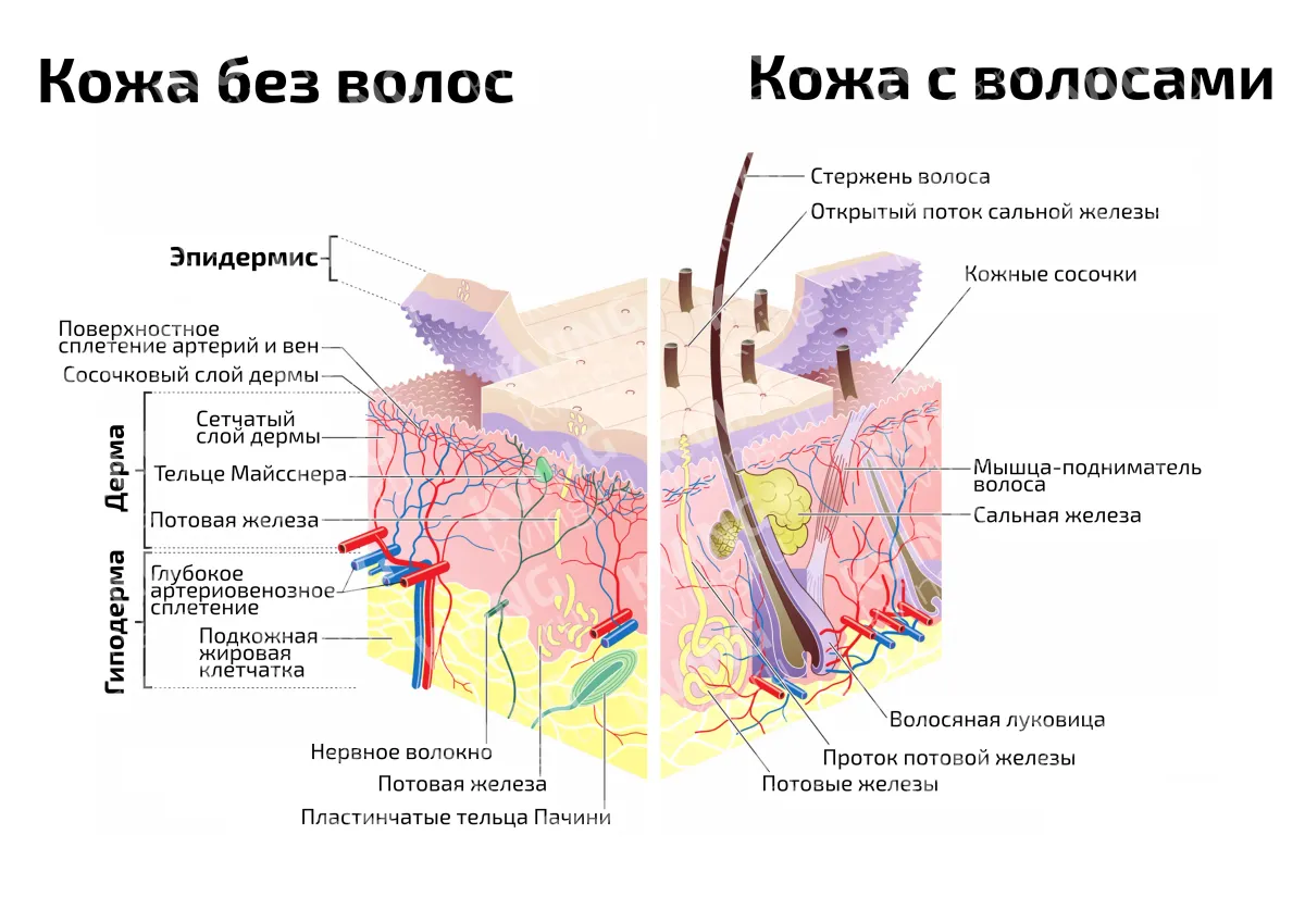 Строение кожи и волоса — медицинский плакат