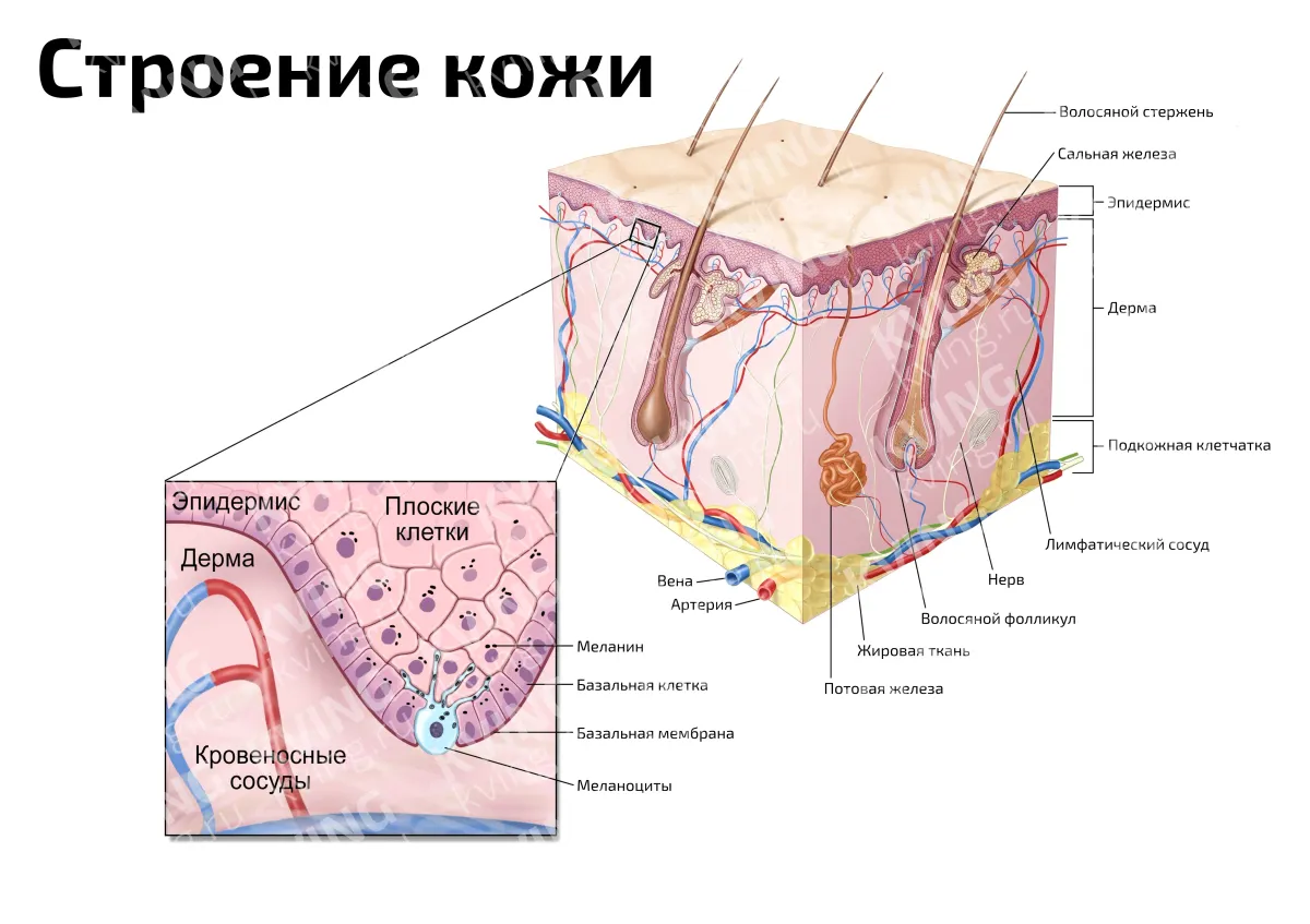 Строение кожи — медицинский плакат