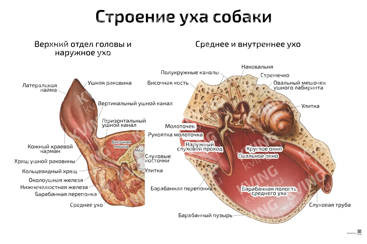 Строение уха собаки — ветеринарный плакат