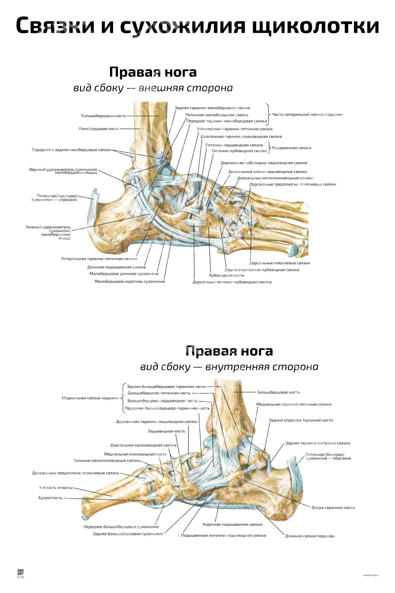 Связки и сухожилия щиколотки — медицинский плакат