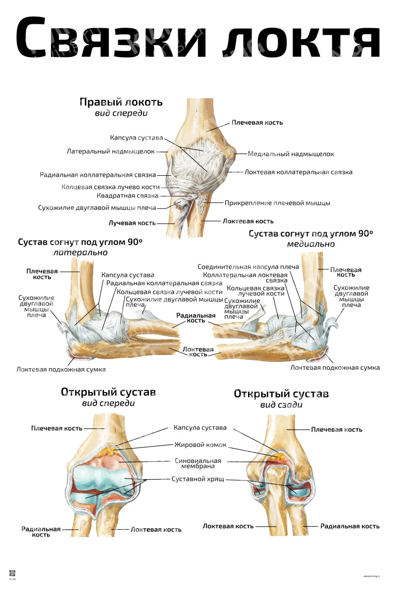 Связки локтя — медицинский плакат