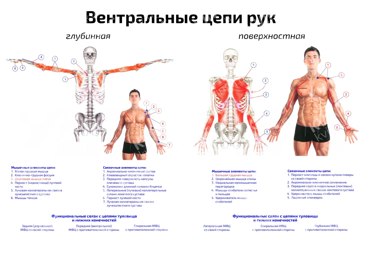 Вентральные цепи рук: глубинная, поверхностная — медицинский плакат