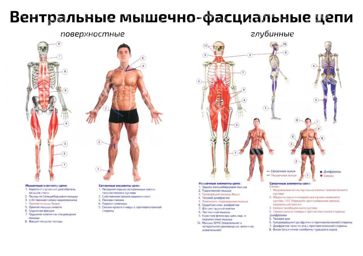 Вентральные мышечно-фасциальные цепи — медицинский плакат