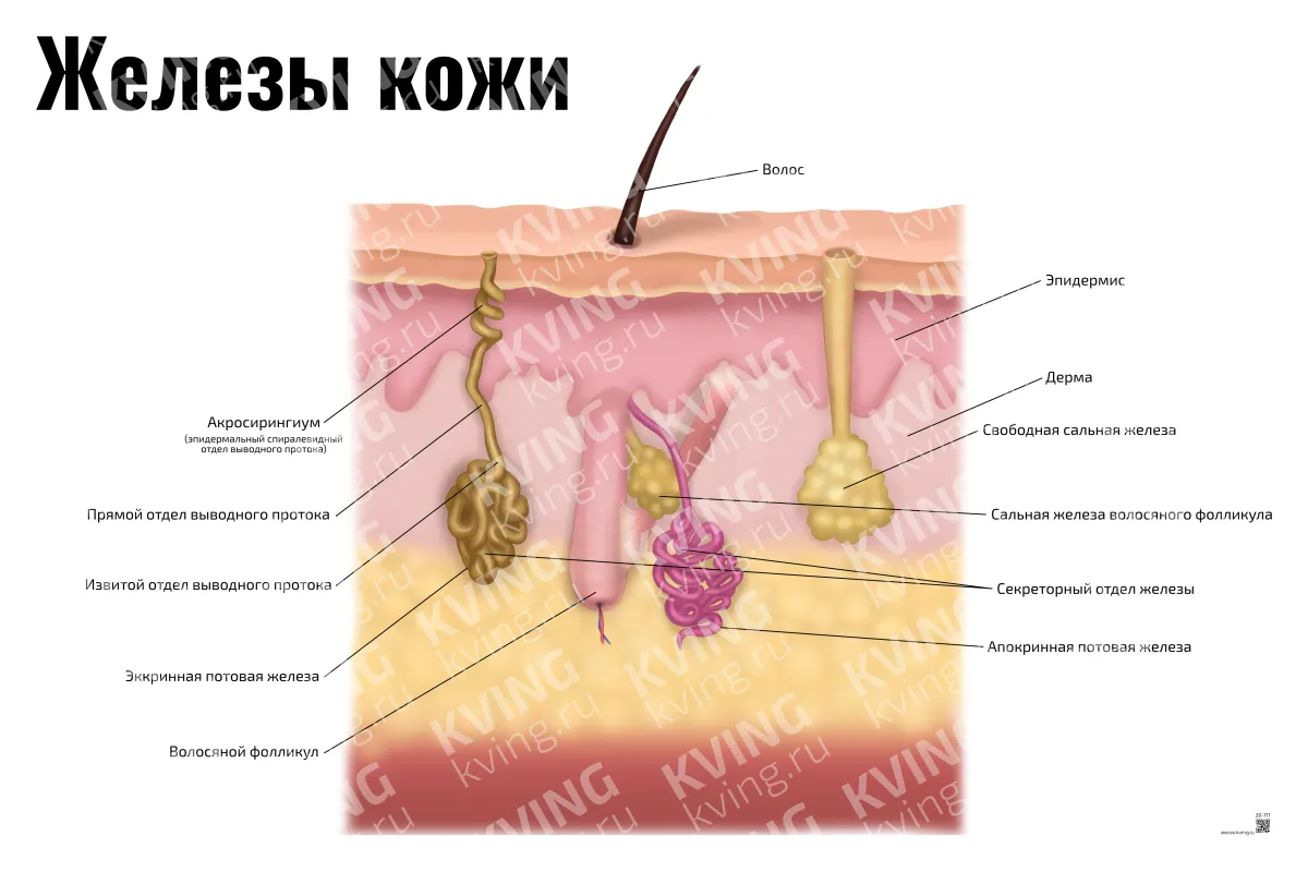 Железы кожи — косметологический плакат