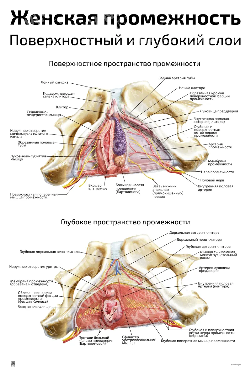 Женская промежность, поверхностный и глубокий слои — медицинский плакат