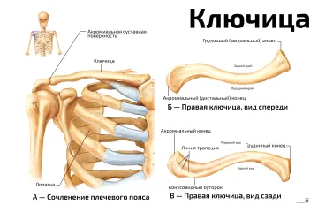 Ключица — медицинский плакат