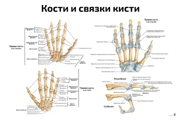 Кости и связки кисти — медицинский плакат