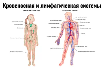 Кровеносная и лимфатическая системы — косметологический плакат