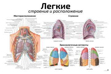 Легкие, строение и расположение — медицинский плакат